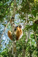 Propithecus diadema