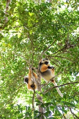Propithecus diadema