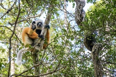 Propithecus diadema