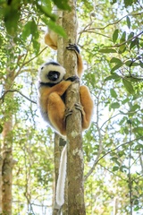 Propithecus diadema