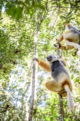 Propithecus diadema