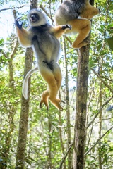 Propithecus diadema
