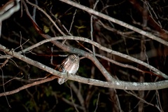 Otus rutilus