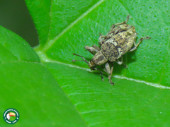 Hypsonotus