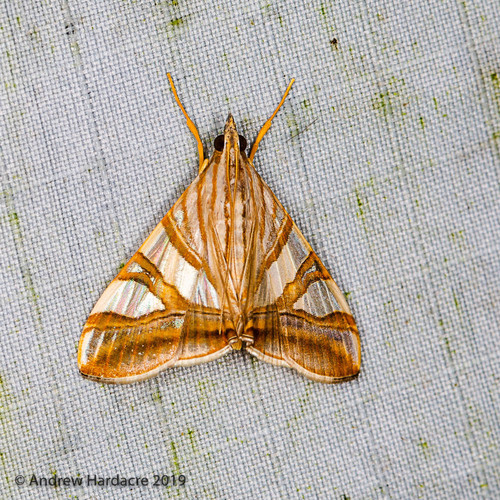 Agrioglypta zelimalis (Walker, 1859)