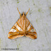 Agrioglypta zelimalis - Photo (c) 57Andrew, some rights reserved (CC BY-NC-ND), uploaded by 57Andrew