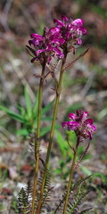 Pedicularis sudetica interior