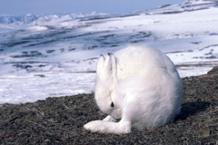 Lepus arcticus