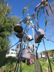Eucalyptus caesia