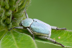 Hoplia parvula