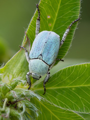 Hoplia parvula