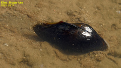 Sinanodonta