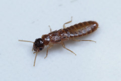 Termitoidae