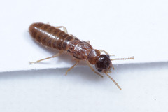 Termitoidae