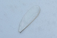 Termitoidae