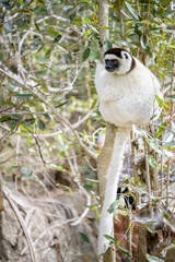 Propithecus verreauxi