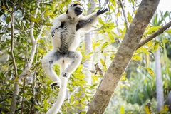 Propithecus verreauxi
