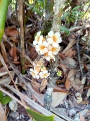 Colea