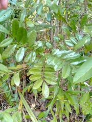 Colea