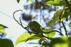 Furcifer balteatus