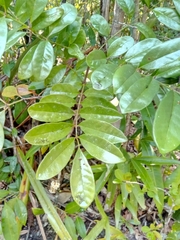 Colea