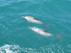 Cephalorhynchus hectori