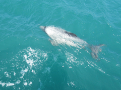 Cephalorhynchus hectori
