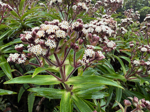 Dubautia paleata observed 2025-08-26