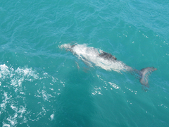 Cephalorhynchus hectori