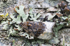 Apotomis betuletana