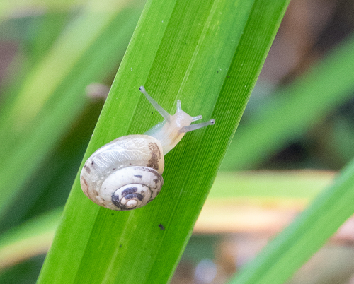 Hygromia cinctella