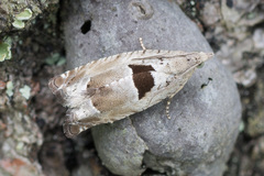 Epinotia ramella