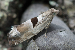 Epinotia ramella
