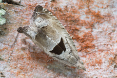 Epinotia ramella
