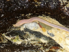Marphysa