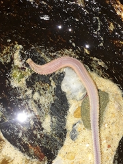 Marphysa
