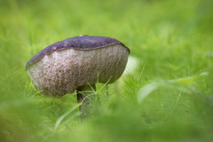 Leccinum scabrum melaneum