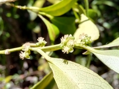 Suregada