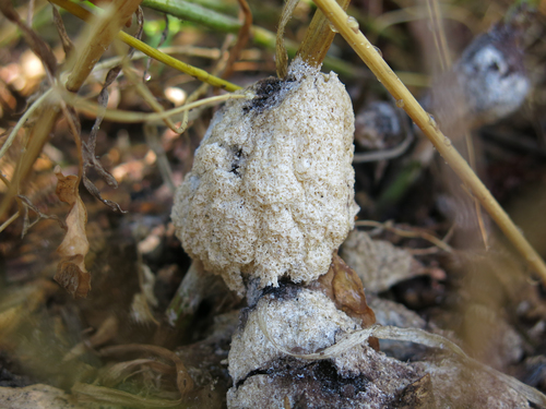 Fungi