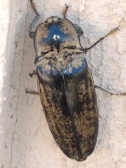 Tetralobus flabellicornis