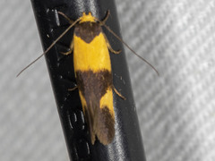Antipterna euanthes