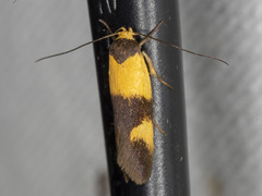 Antipterna euanthes