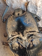 Tetralobus flabellicornis