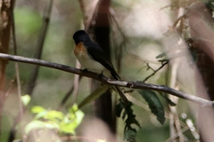 Myiagra cyanoleuca
