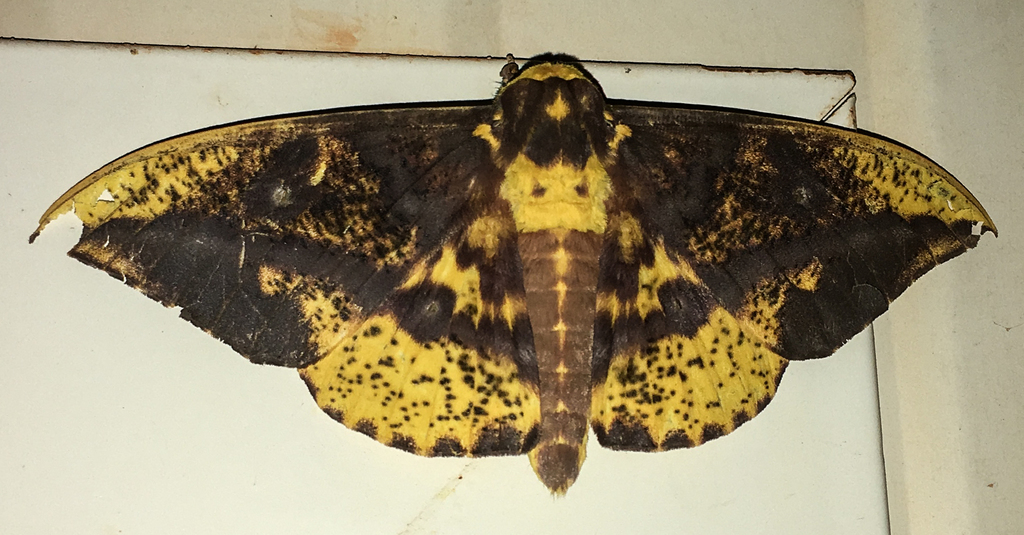 Eacles guianensis