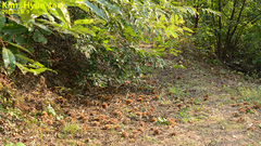 Castanea crenata