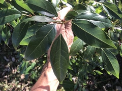 Cinnamomum camphora