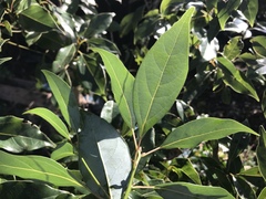 Cinnamomum camphora