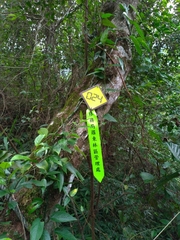Mallotus paniculatus
