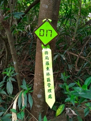 Mallotus paniculatus